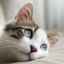 Ankylostomiáza u mačiek: príznaky, diagnostika, liečba