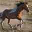 Mustangy z divokých koní: všetky najdôležitejšie a najzaujímavejšie