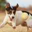 Hyperaktivita u psov: príčiny a príznaky
