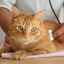 Ako liečiť pyometru u mačky a aké sú príznaky