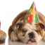Ako osláviť narodeniny psa?