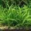 Ako zasadiť echinodorus: parametre životného prostredia, pôdy, osvetlenia a filtračných vlastností