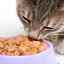 Ako si vybrať tekuté a suché krmivo pre mačky?