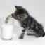 Môžu mačky jesť kefír?