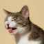 Kašeľ u mačiek s červami je klinickým znakom parazitárnej choroby