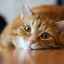 Kastrácia mačky na biologickom uzle: vlastnosti postupu, starostlivosti a rehabilitácie
