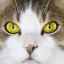 Katarakta u mačiek: príznaky a liečba