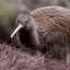 Kiwi: zaujímavé fakty o nelietavom vtákovi