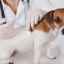 Kedy očkovať šteňatá: očkovací plán pre domáce zvieratá