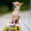 Kompaktný pes čivava: možno plemeno odporučiť ako domáce zviera