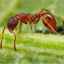 Mravce v dome: ako sa zbaviť nepozvaných hostí