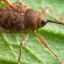 Hmyz, chrobáky, chrobáky, druhy chrobákov z ruska