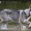 Nerozpoznaný nemecký ovčiak / sibírsky husky hybrid: severský inuitský pes