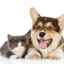Diabetes insipidus u psov a mačiek: príčiny, diagnostika a liečba