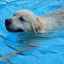 Musím psa naučiť plávať