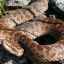 Spoločný had: životný štýl a biotop hada