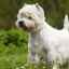 Popis plemena a charakteru psov west highland white terrier