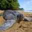 Popis najväčšej korytnačky na svete