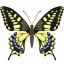 Popis, vzhľad a životný štýl motýľa lastovičieho