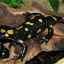 Popis zvieraťa nazývaného salamandra ohnivá (škvrnitý)