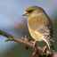 Zvonček obyčajný obyčajný: popis vtáka a fotografia