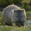 Wombatské zviera: popis, typy a správanie