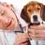 Brucelóza u psov: základné informácie, terapia a stupeň nebezpečenstva pre ľudí
