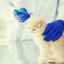 Ako injekčne podať mačke antibiotiká?