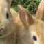 Dekoratívne králiky: vlastnosti chovu doma