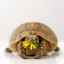 Domáce korytnačky, ako správne chovať korytnačku doma