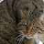 Európska divá lesná mačka: život vo voľnej prírode a držanie doma