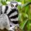 Kde žijú mačiatka s veľkými očami a čo jedia - lemury