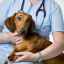 Hemolýza u psov: vlastnosti choroby, príčiny a metódy liečby
