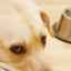 Anthelmintické lieky pre psov: vlastnosti a zloženie