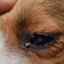 Hnis v očiach psa - príčiny a spôsoby odstránenia
