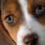 Hnisavá konjunktivitída u psov: príznaky a liečba (zoznam liekov a ich dávkovanie)