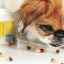 Imunomodulátory pre psov: základné informácie a princíp použitia