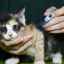 Pokyny na používanie furosemidu pre mačky a psy