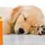 Pokyny na používanie rôznych antibiotík na liečbu psov