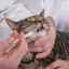 Ako liečiť uhorkovú pásomnicu u mačiek