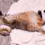 Ako sa lieči hemobartenelóza u mačiek?