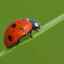 Chrobák lienka: druhy hmyzu, biotop, popis