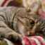 Zozinofilný granulóm u mačiek: ako sa prejavuje, čo robiť, ako liečiť