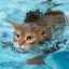 10 Plemien mačiek, ktoré radi plávajú