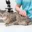 4 Typy injekcií pre mačky namiesto sterilizácie