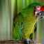 6 Druhov papagájov papagájov - popis a ich vzhľad