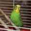 Aktívne uhlie pre papagáje: spôsob aplikácie, dávkovanie