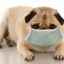 Alergie u psov: príčiny, typy a liečba