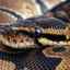 Anakonda: charakteristika obrovského hada, kde žije