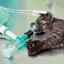 Anestézia pre mačky: typy, komplikácie, rehabilitácia